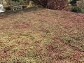 Cedum-roof-5